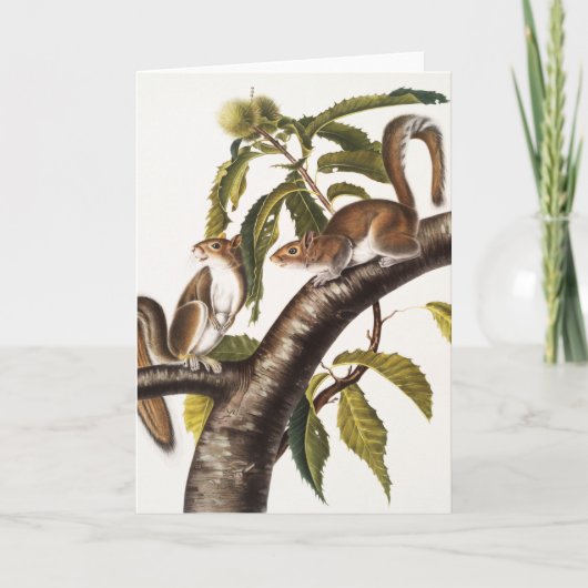 Carte Écureuil gris de Caroline (Sciurus Carolinensis) (Devant)