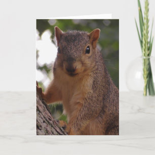 Carte Écureuil mignon dans le vide de l'arbre