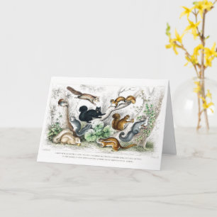 Carte Écureuil noir américain, Ariel Petaurus, écureuil