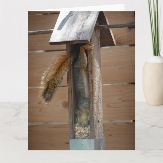 Carte Écureuil raid nourricier d'oiseaux (Devant)