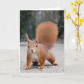 Carte Écureuil rouge (Fleur jaune)