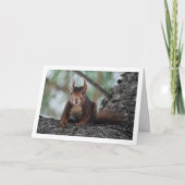 Carte Écureuil rouge dans l'arbre (Devant)