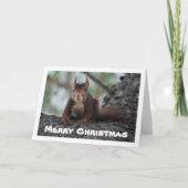 Carte Écureuil rouge dans l'arbre (Devant)