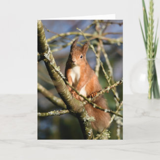 Carte Écureuil rouge dans un arbre