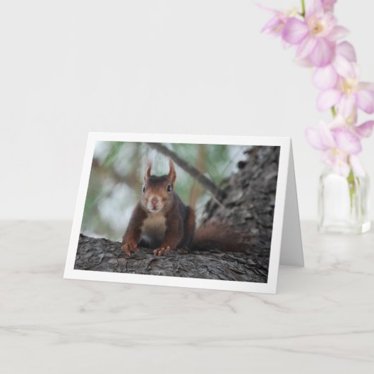 Carte Écureuil roux dans l'arbre (Orchidée)