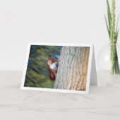 Carte Écureuil roux sur un arbre (Devant)