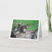 Carte Écureuil sur Rockery (Devant)