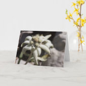 Carte Edelweiss blanc (Fleur jaune)