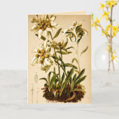 Carte Edelweiss Flowers Vintage illustration botanique (Fleur jaune)