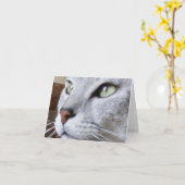 Carte Egyptien Mau (Fleur jaune)