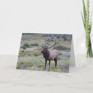 Carte Élan américain Parc national Rocky, Colorado