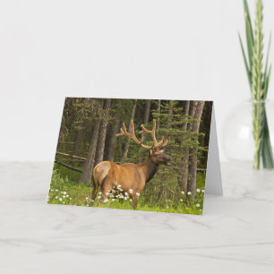 Carte Élan mâle en velours, Canada