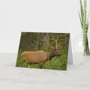 Carte Élan mâle Parc national Banff, Alberta, Canada