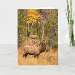 Carte Élan mâle   Parc national de Rocky Mountain, Color