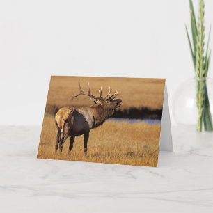 Carte Élan mâle Roosevelt Wyoming
