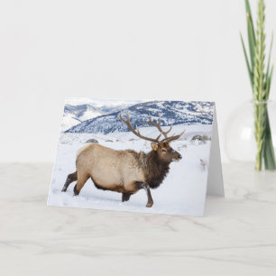 Carte Élan mâle   Wyoming
