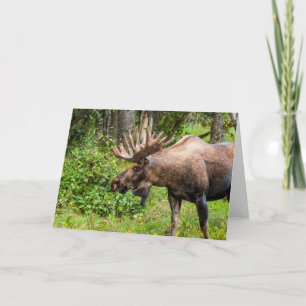 Carte Élan Péninsule de Kenai, Alaska