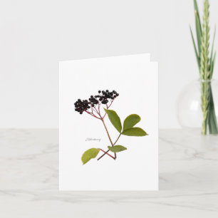 Carte Elderberry