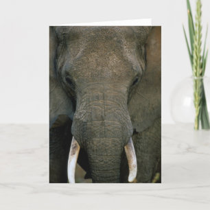 Carte Éléphant africain