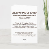 Carte Elephant and Calf Card (Dos)