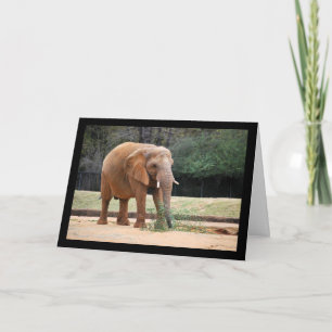 Carte Éléphant d'Afrique dans le parc