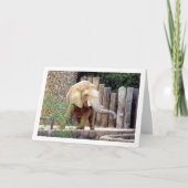 Carte Éléphant dans le parc (Devant)