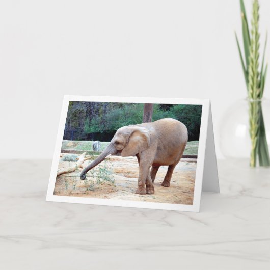 Carte Eléphant dans le portrait du parc (Devant)