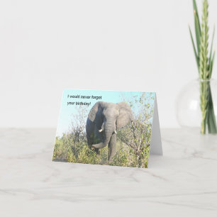 CARTE ÉLÉPHANT MARCHANT VERS L'APPAREIL PHOTO