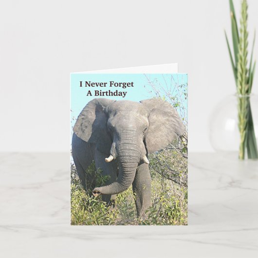 CARTE ÉLÉPHANT MARCHANT VERS L'APPAREIL PHOTO (Devant)