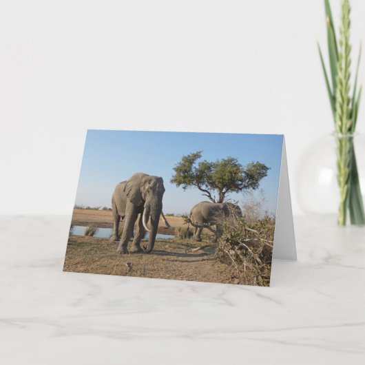 CARTE ÉLÉPHANTS AU POINT D'EAU  (Devant)