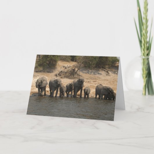 Carte Éléphants buvant de la rivière de Chobe (Devant)