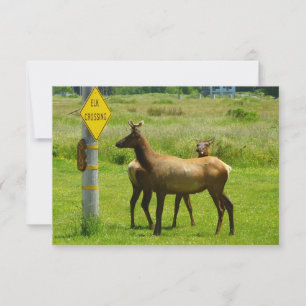 Carte Elk Crossing California Wildlife Photography