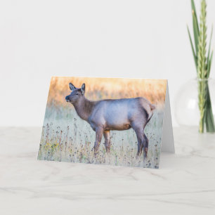 Carte Elk de veau   Madison Junction, Wyoming