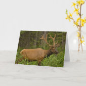 Carte Elk mâle | Parc national Banff, Alberta, Canada (Fleur jaune)