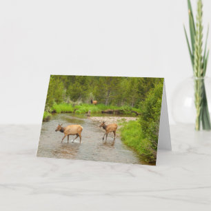 Carte Elks Crossing the Colorado River