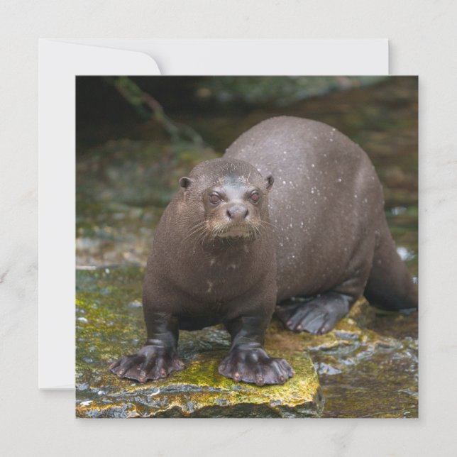 Carte Empreintes de Pied de Giant Otter (Devant)
