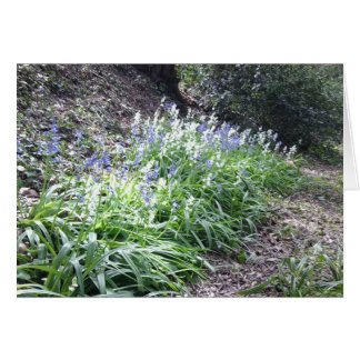 Carte en bois de jacinthe des bois avec 3 photos
