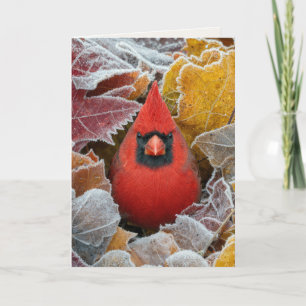 Carte En pensant à vous Cardinal dans les feuilles d'aut