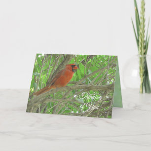 Carte En pensant à vous Cardinal perché sur une branch