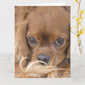 Carte En pensant à vous Ruby Cavalier King Charles Spani (Fleur jaune)
