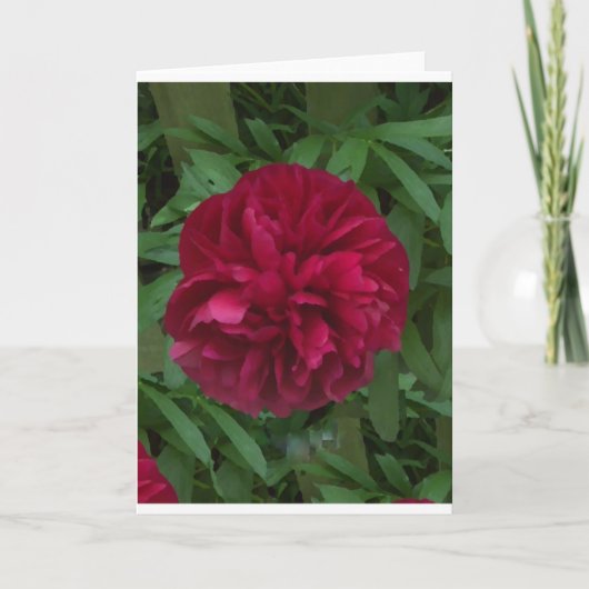 Carte En pleine floraison (Devant)