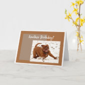 Carte Encore un anniversaire Nous devons arrêter ce salu (Fleur jaune)