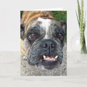 Carte English Bulldog Birthday