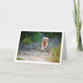 Carte English Cocker Spaniel courant à la campagne (Devant)