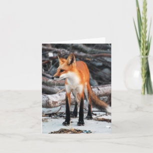 Carte Enregistrer notre série Planet Red Fox note/carte