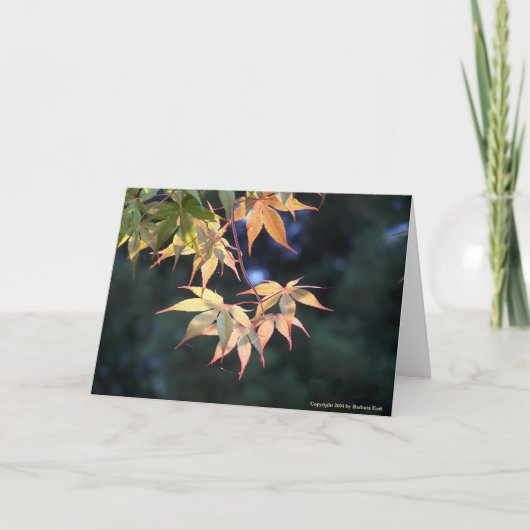 Carte Érable 5 (Devant)