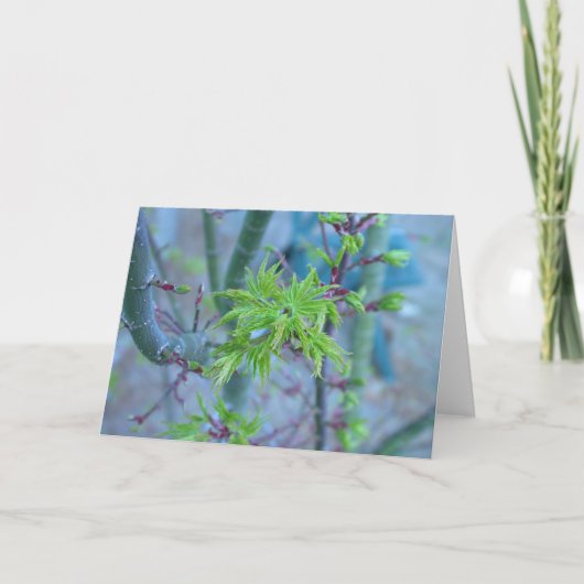 Carte Érable japonais de la crinière du lion (Devant)