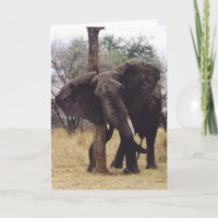Éraflure de Tembo (éléphant)