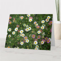Erigeron