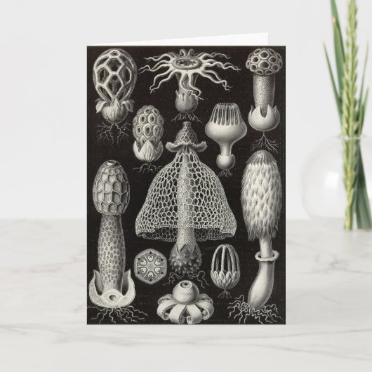 Carte Ernst Haeckel - champignons de Basimycetes (Devant)
